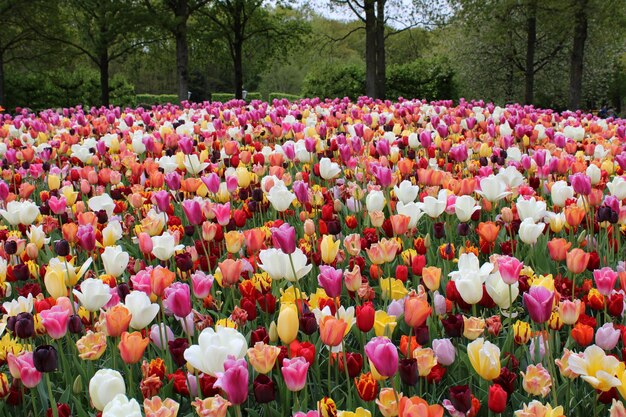 Foto close-up van bloemen tulpen