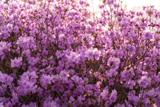 Close up van bloemen van Rhododendron dauricum populaire namen rozemarijn maral Rusland Vladivostok