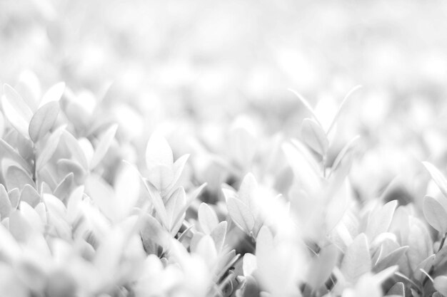 Foto close-up van bloemen