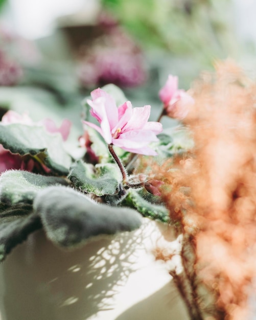 Foto close-up van bloemen