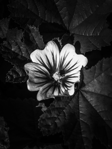 Close-up van bloemen