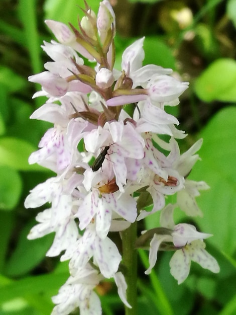 Foto close-up van bloemen