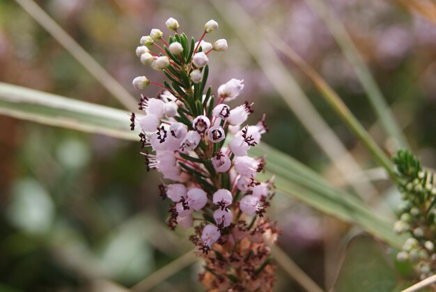 Foto close-up van bloemen