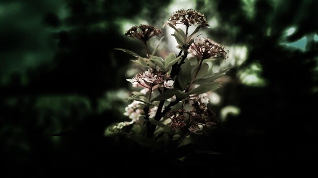 Foto close-up van bloemen