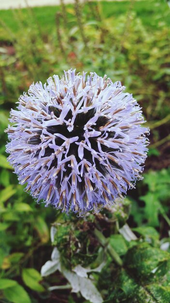 Foto close-up van bloemen