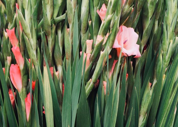 Foto close-up van bloemen