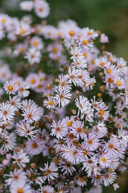 Foto close-up van bloemen