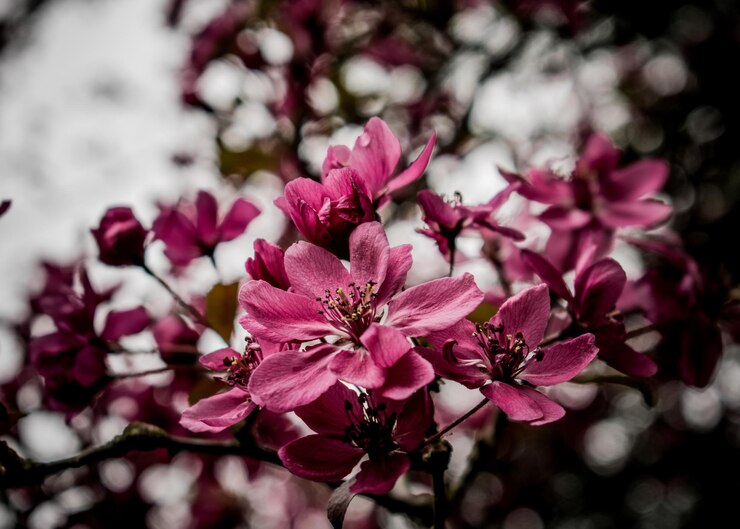 Foto close-up van bloemen