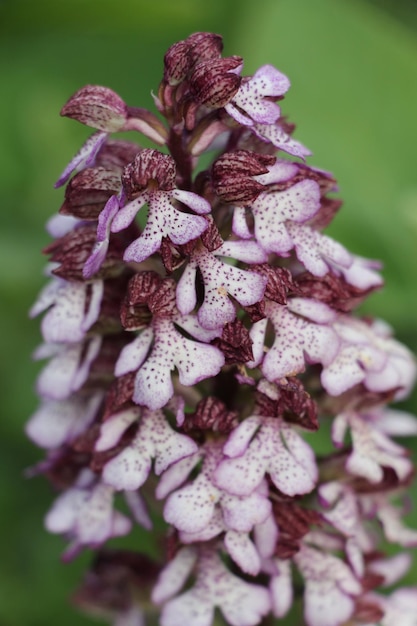 Foto close-up van bloemen