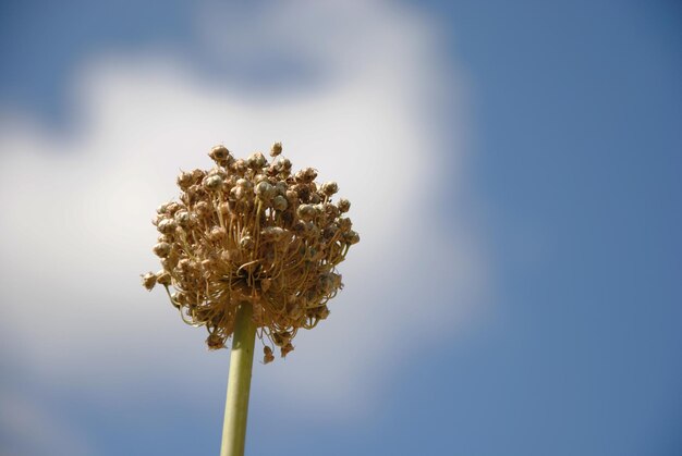 Foto close-up van bloemen