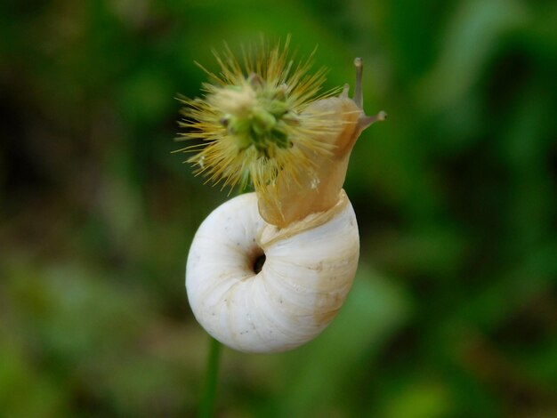 Foto close-up van bloemen