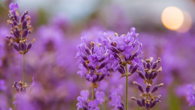 Close-up van bloemen