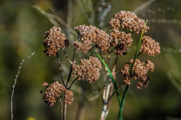 Foto close-up van bloemen