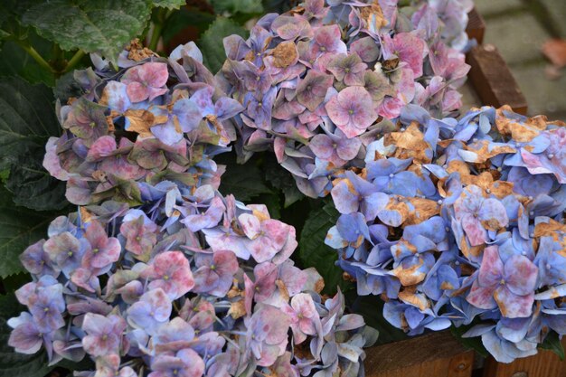 Foto close-up van bloemen