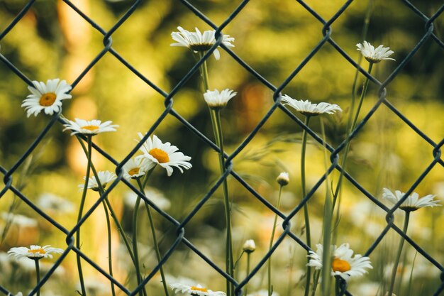 Close-up van bloemen