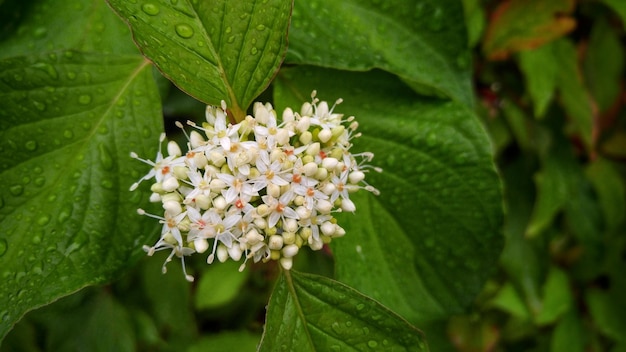 Foto close-up van bloemen