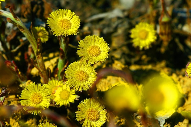 Close-up van bloemen