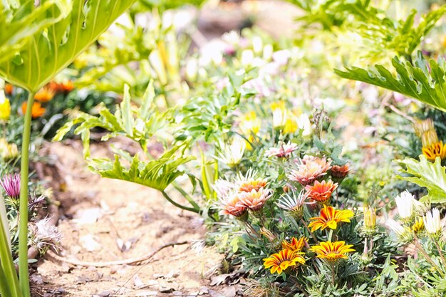 Foto close-up van bloemen