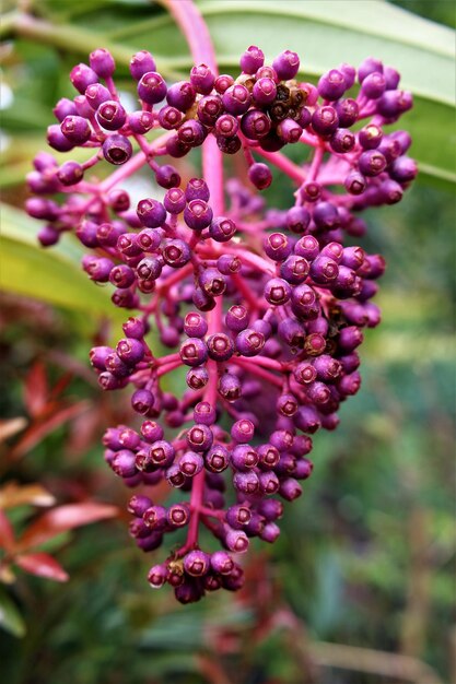 Foto close-up van bloemen