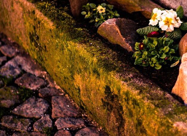 Foto close-up van bloemen