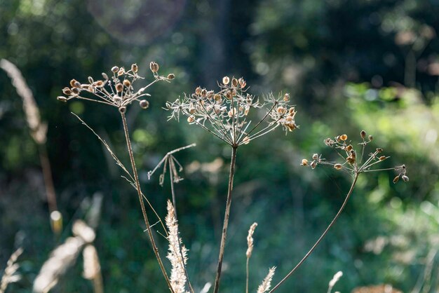 Foto close-up van bloemen