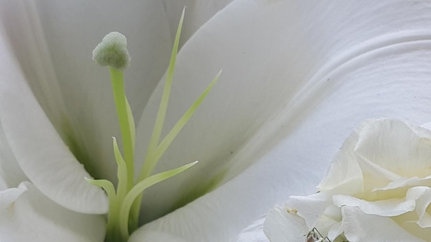 Foto close-up van bloemen