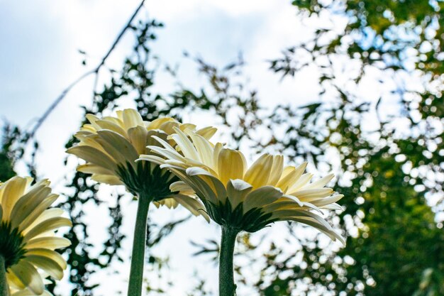 Close-up van bloemen