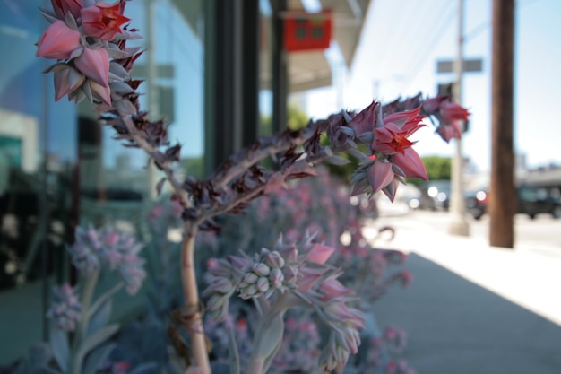 Foto close-up van bloemen