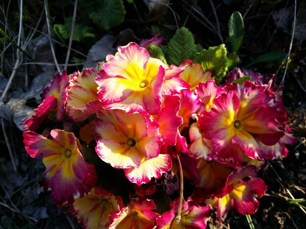 Close-up van bloemen