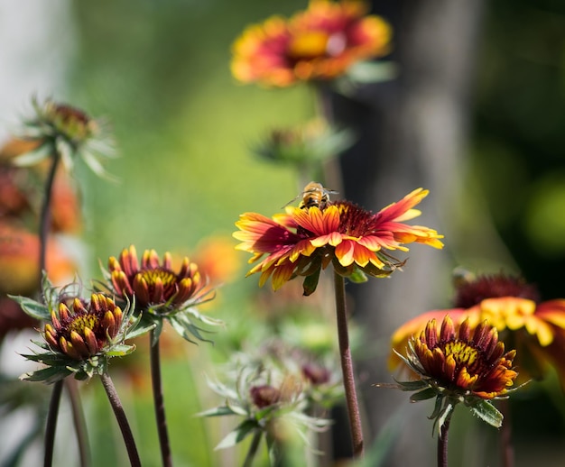 Close-up van bloemen