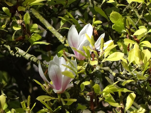 Foto close-up van bloemen