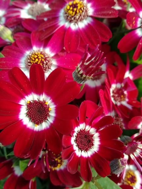 Foto close-up van bloemen