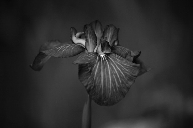 Foto close-up van bloemen