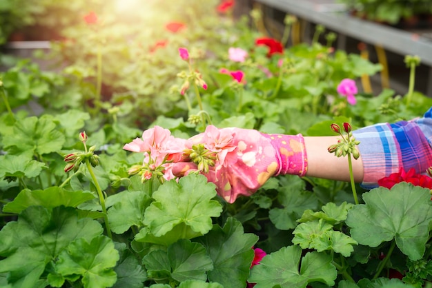 Close-up van bloemist hand met kleurrijke handschoenen aanraken van bloemplanten in de tuin.