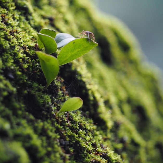 Foto close-up van bloemknoppen die buiten groeien