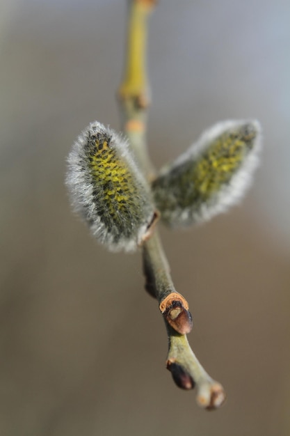 Foto close-up van bloemknoppen die buiten groeien