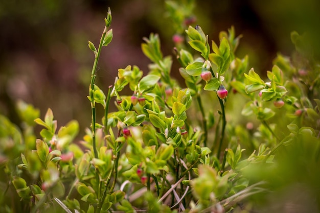 Close-up van bloemknoppen die buiten groeien