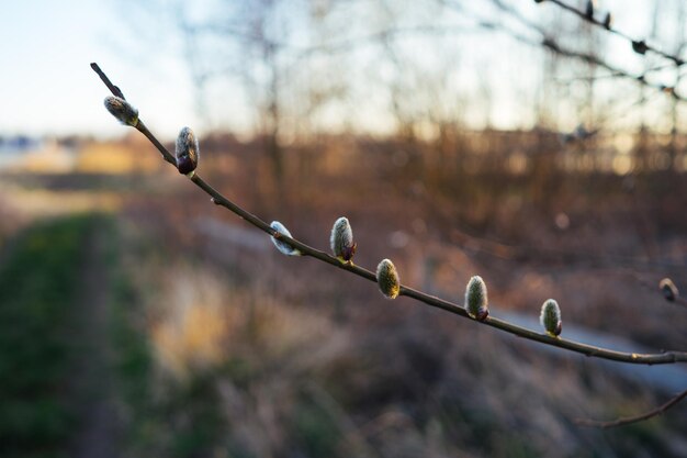 Foto close-up van bloemknoppen die op een boom groeien