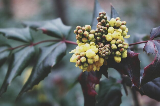 Foto close-up van bloemknoppen die op een boom groeien