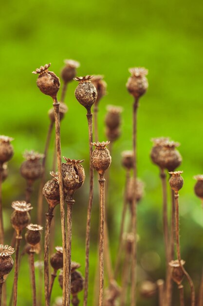 Foto close-up van bloemknoppen die op het veld groeien