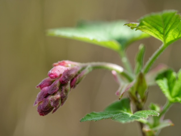 Foto close-up van bloemknoppen