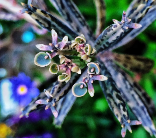 Foto close-up van bloemknoppen