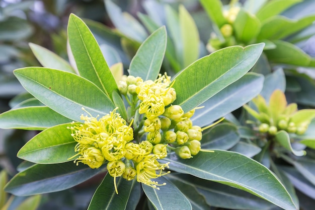 Foto close-up van bloemknoppen