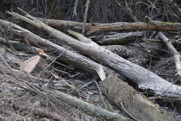 Foto close-up van blokken in het bos