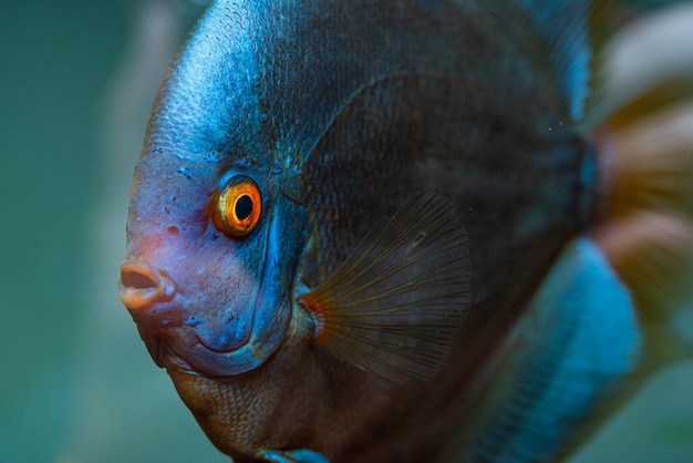 Close-up van Blue Diamond Discus vis gedetailleerde mond en oog zicht