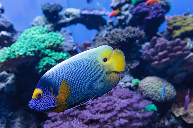 Close-up van blueface angelfish zwemmen in de zee