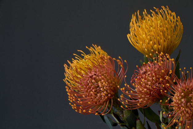 Close-up van boeket van gele en oranje exotische protea-bloemen op een donkere achtergrond