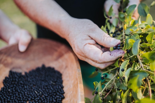 Close-up van boer man's hand plukken superfood maqui berry in houten dienblad. Aristotelia chilensis