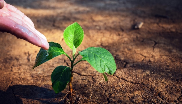 Close-up van boeren die kleine planten met de hand water geven met het concept