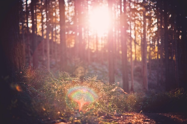 Close-up van bomen in het bos tegen de heldere zon